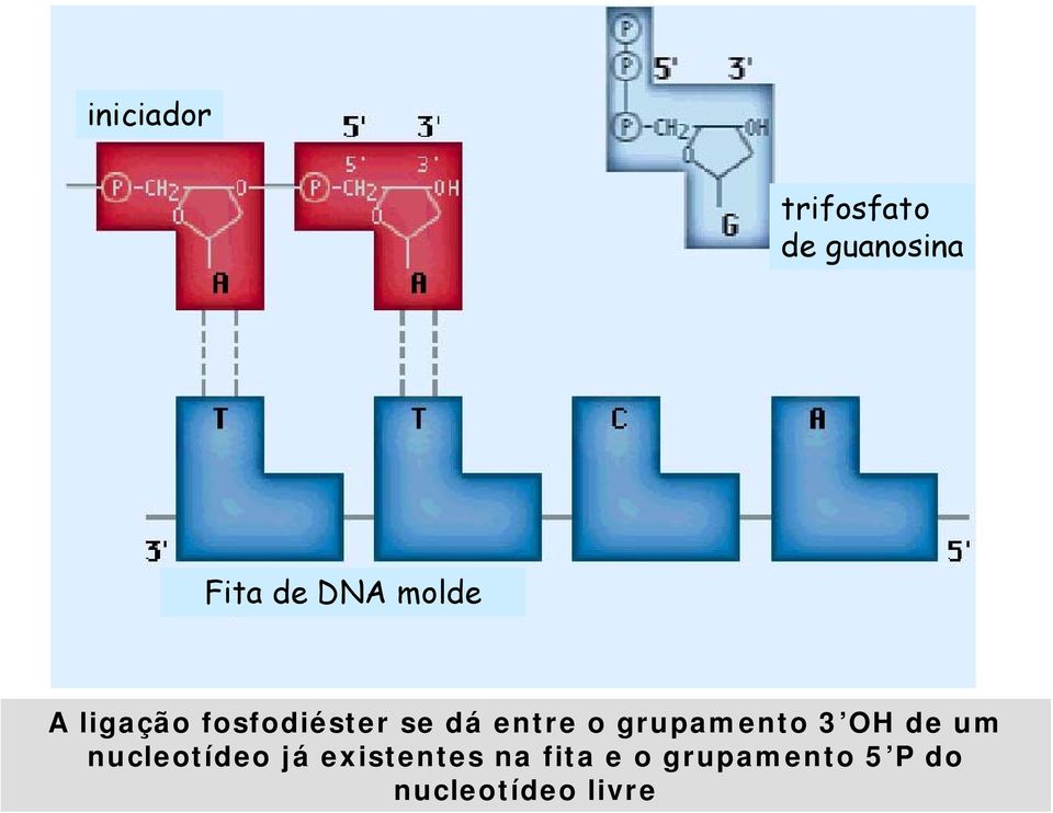 grupamento 3 OH de um nucleotídeo já