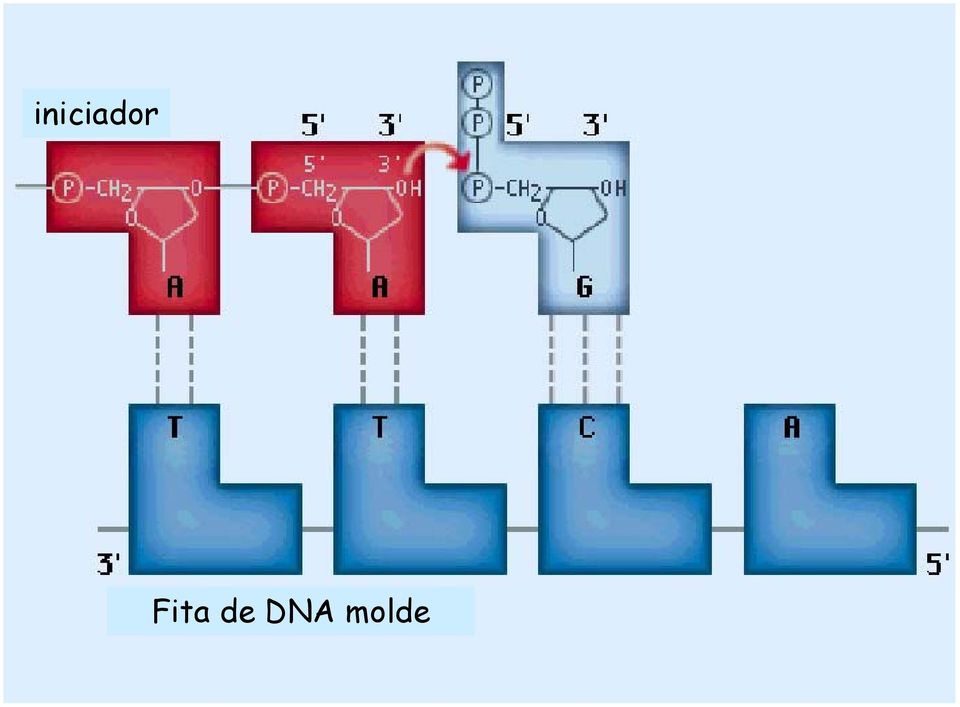 DNA molde
