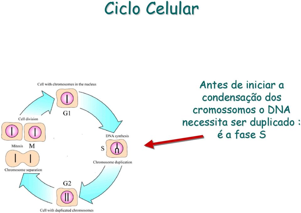 cromossomos o DNA