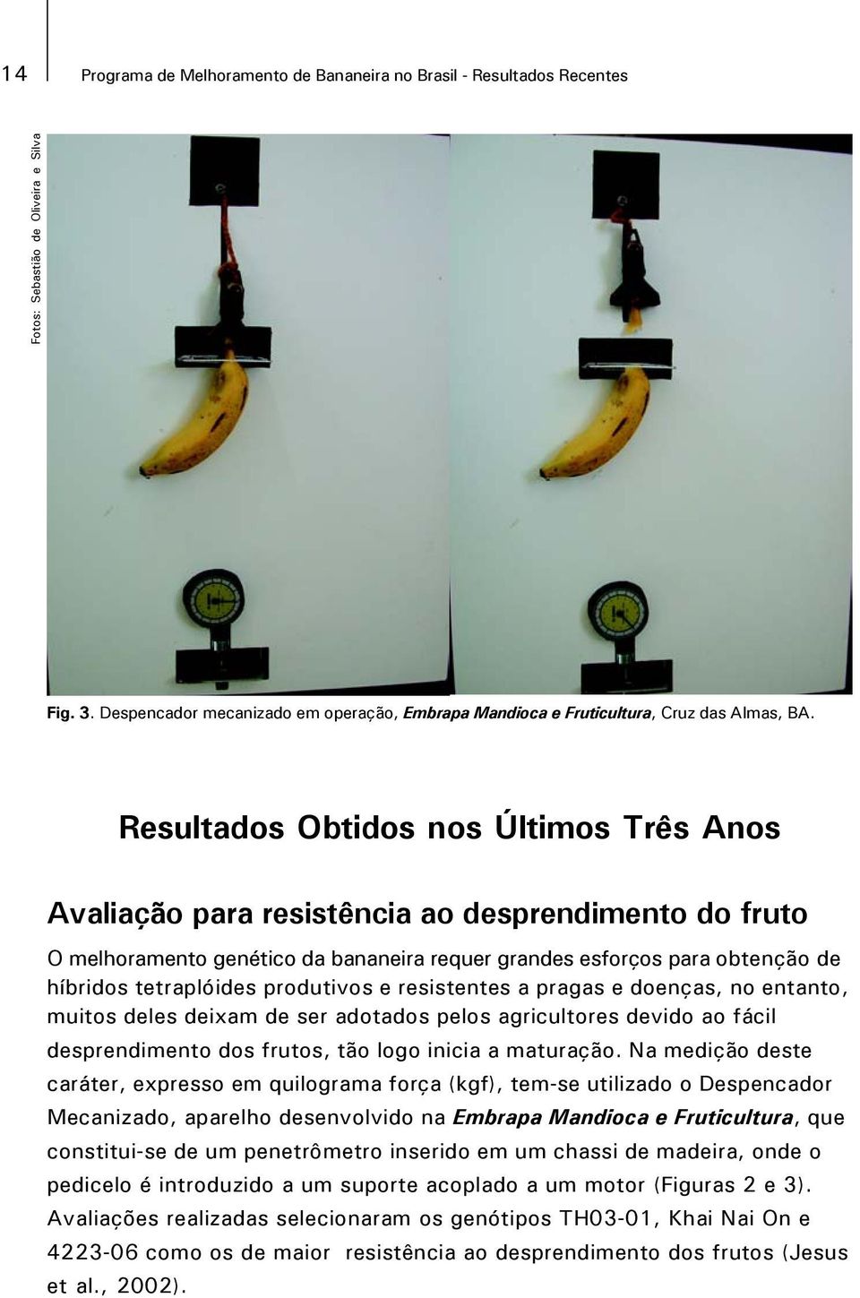 Resultados Obtidos nos Últimos Três Anos Avaliação para resistência ao desprendimento do fruto O melhoramento genético da bananeira requer grandes esforços para obtenção de híbridos tetraplóides