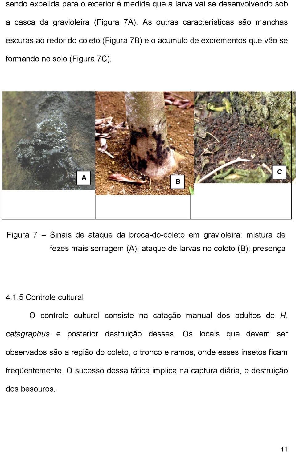 A B B C Figura 7 Sinais de ataque da broca-do-coleto em gravioleira: mistura de fezes mais serragem (A); ataque de larvas no coleto (B); presença de excrementos no chão (C). 4.1.