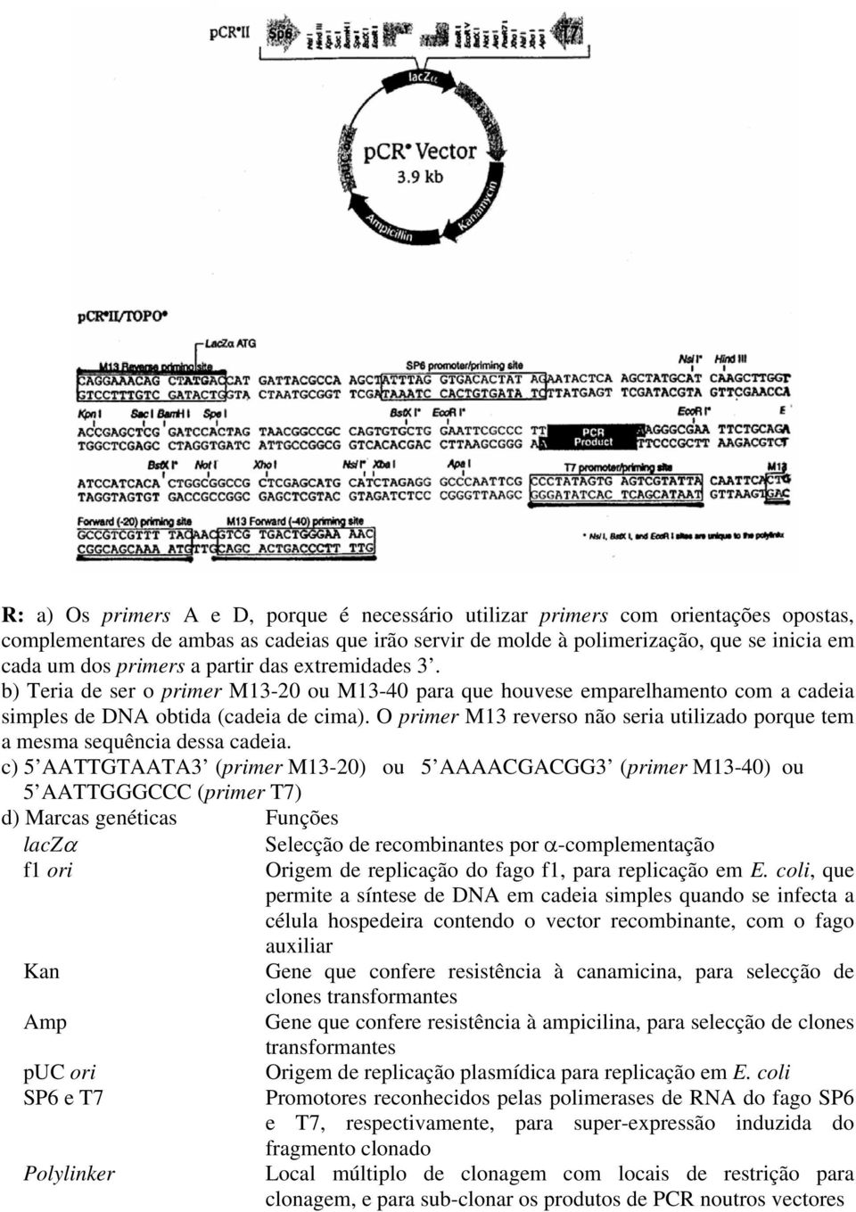 O primer M13 reverso não seria utilizado porque tem a mesma sequência dessa cadeia.