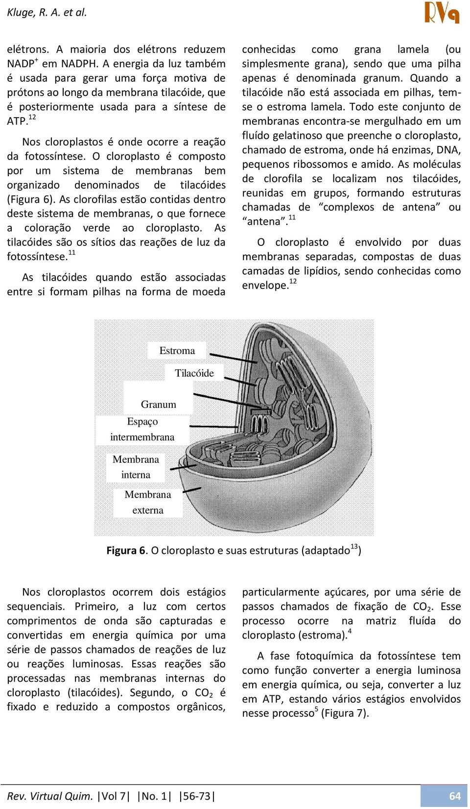 12 Nos cloroplastos é onde ocorre a reação da fotossíntese. O cloroplasto é composto por um sistema de membranas bem organizado denominados de tilacóides (Figura 6).