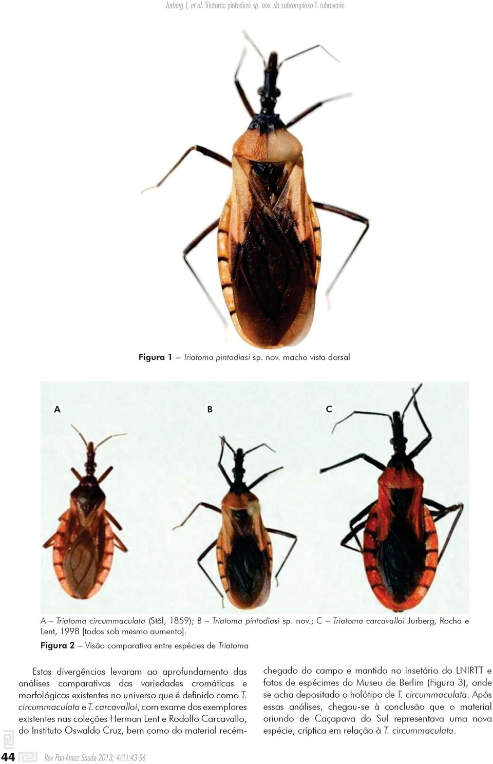 definido como T. circummaculata e T.