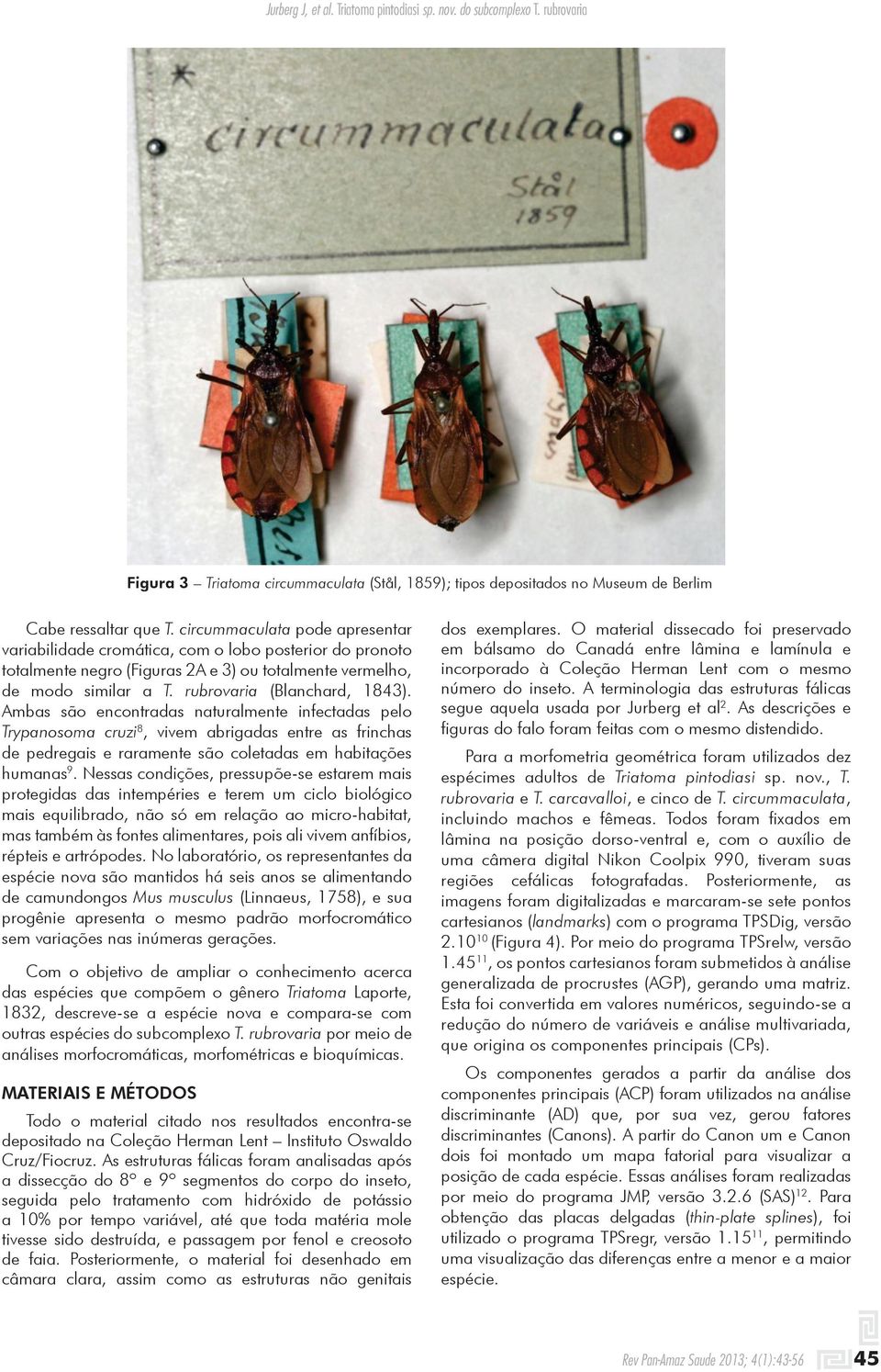 Ambas são encontradas naturalmente infectadas pelo Trypanosoma cruzi 8, vivem abrigadas entre as frinchas de pedregais e raramente são coletadas em habitações humanas 9.