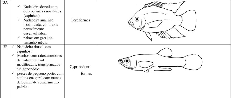 3B Nadadeira dorsal sem espinhos; Machos com raios anteriores da nadadeira anal modificados,