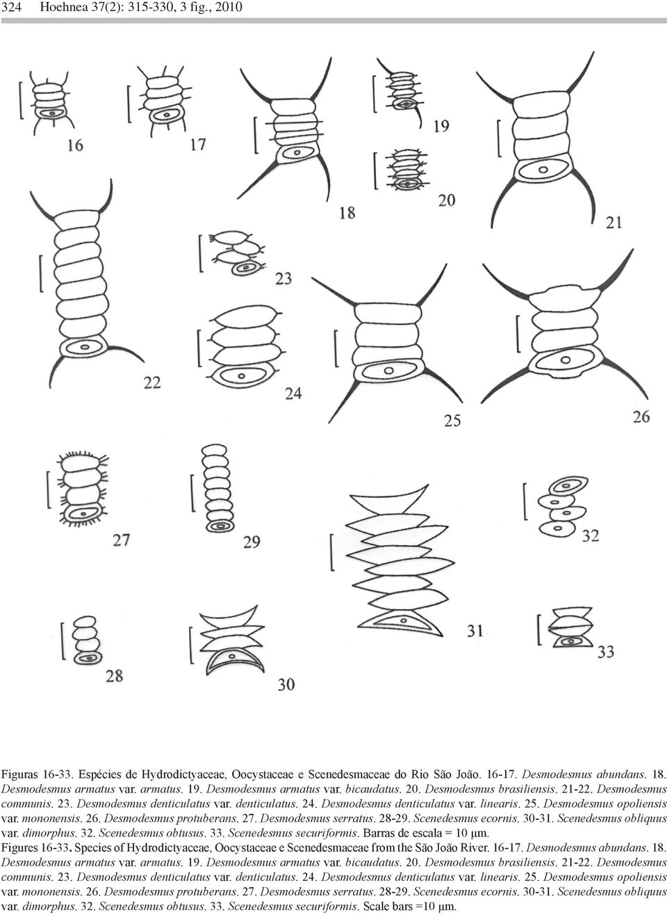 Desmodesmus opoliensis var. mononensis. 26. Desmodesmus protuberans. 27. Desmodesmus serratus. 28-29. Scenedesmus ecornis. 30-31. Scenedesmus obliquus var. dimorphus. 32. Scenedesmus obtusus. 33.