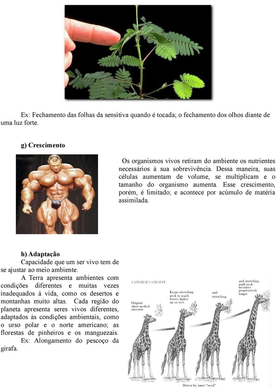 Esse crescimento, porém, é limitado; e acontece por acúmulo de matéria assimilada. h) Adaptação Capacidade que um ser vivo tem de se ajustar ao meio ambiente.