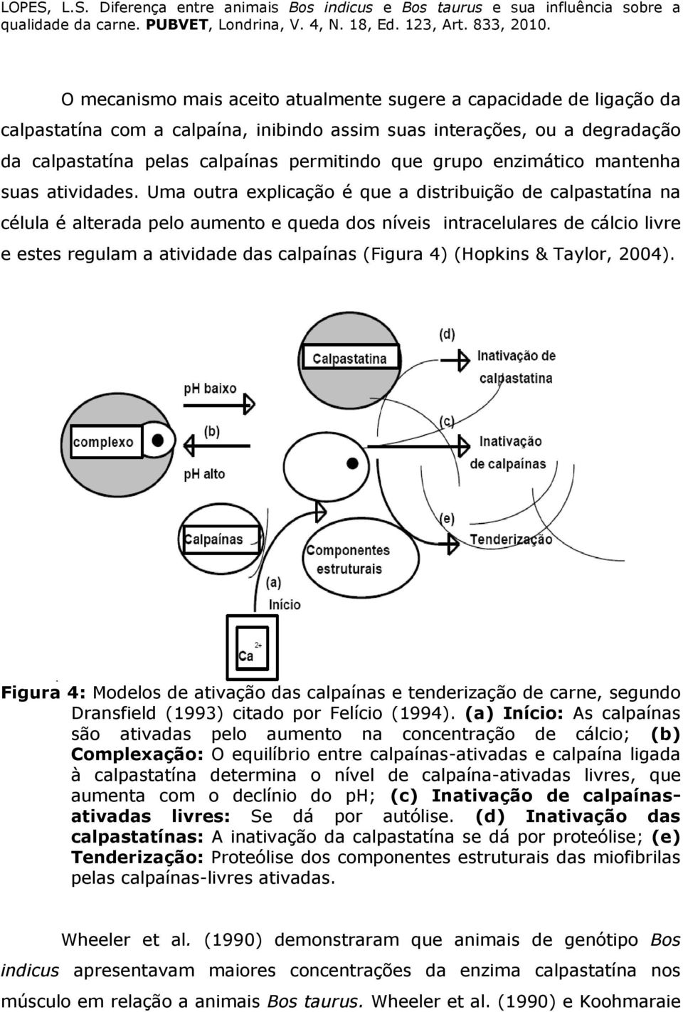 Uma outra explicação é que a distribuição de calpastatína na célula é alterada pelo aumento e queda dos níveis intracelulares de cálcio livre e estes regulam a atividade das calpaínas (Figura 4)