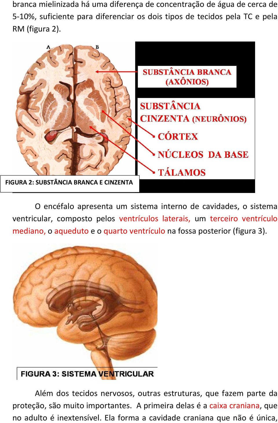 FIGURA 2: SUBSTÂNCIA BRANCA E CINZENTA O encéfalo apresenta um sistema interno de cavidades, o sistema ventricular, composto pelos ventrículos laterais, um