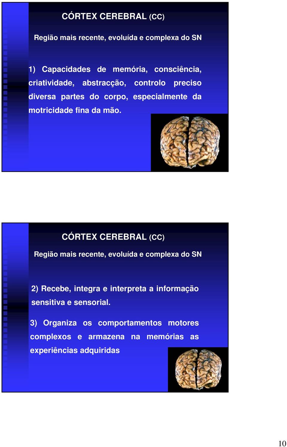 CÓRTEX CEREBRAL (CC) Região mais recente, evoluída e complexa do SN 2) Recebe, integra e interpreta a informação