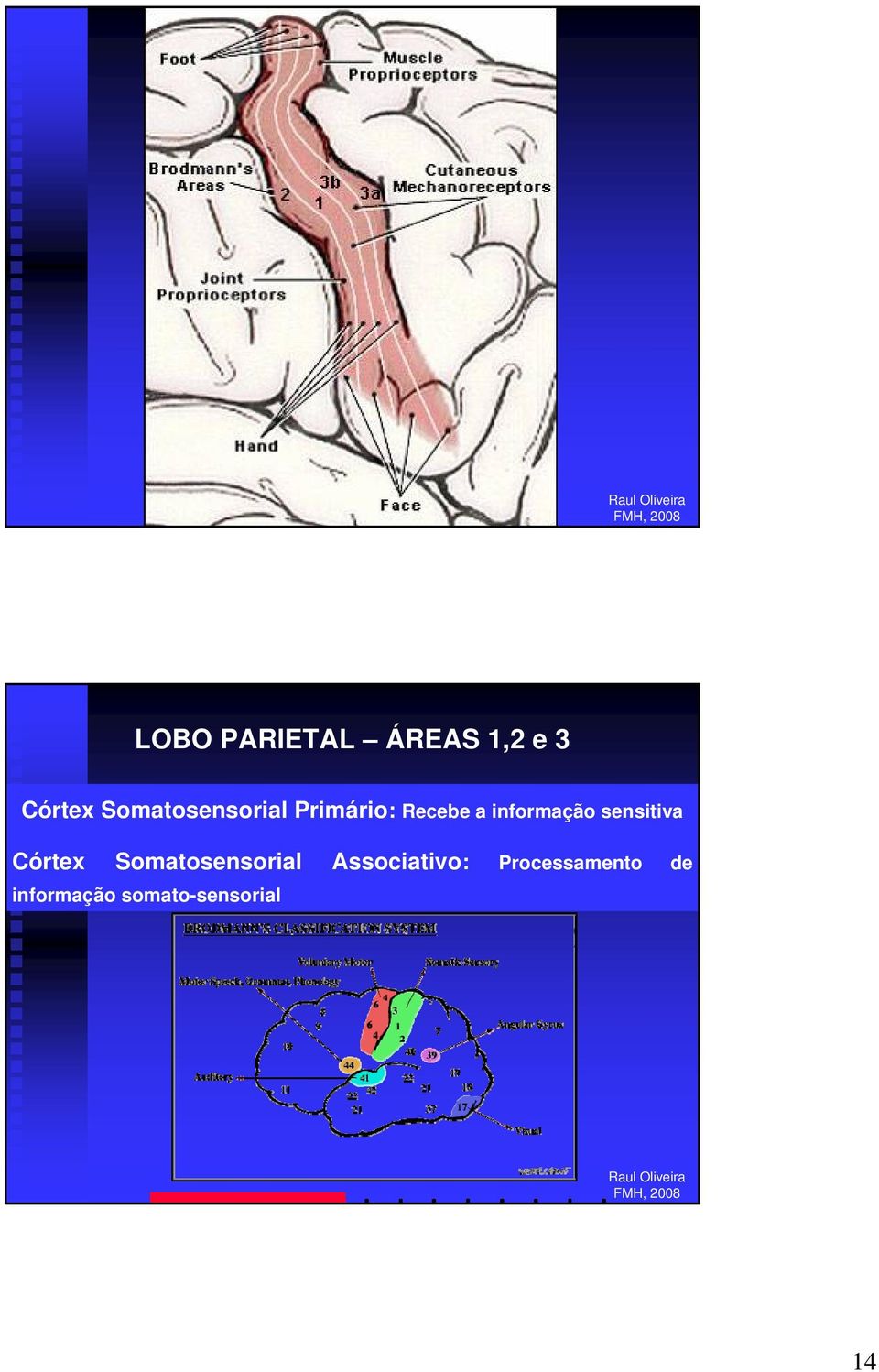 informação sensitiva Córtex Somatosensorial