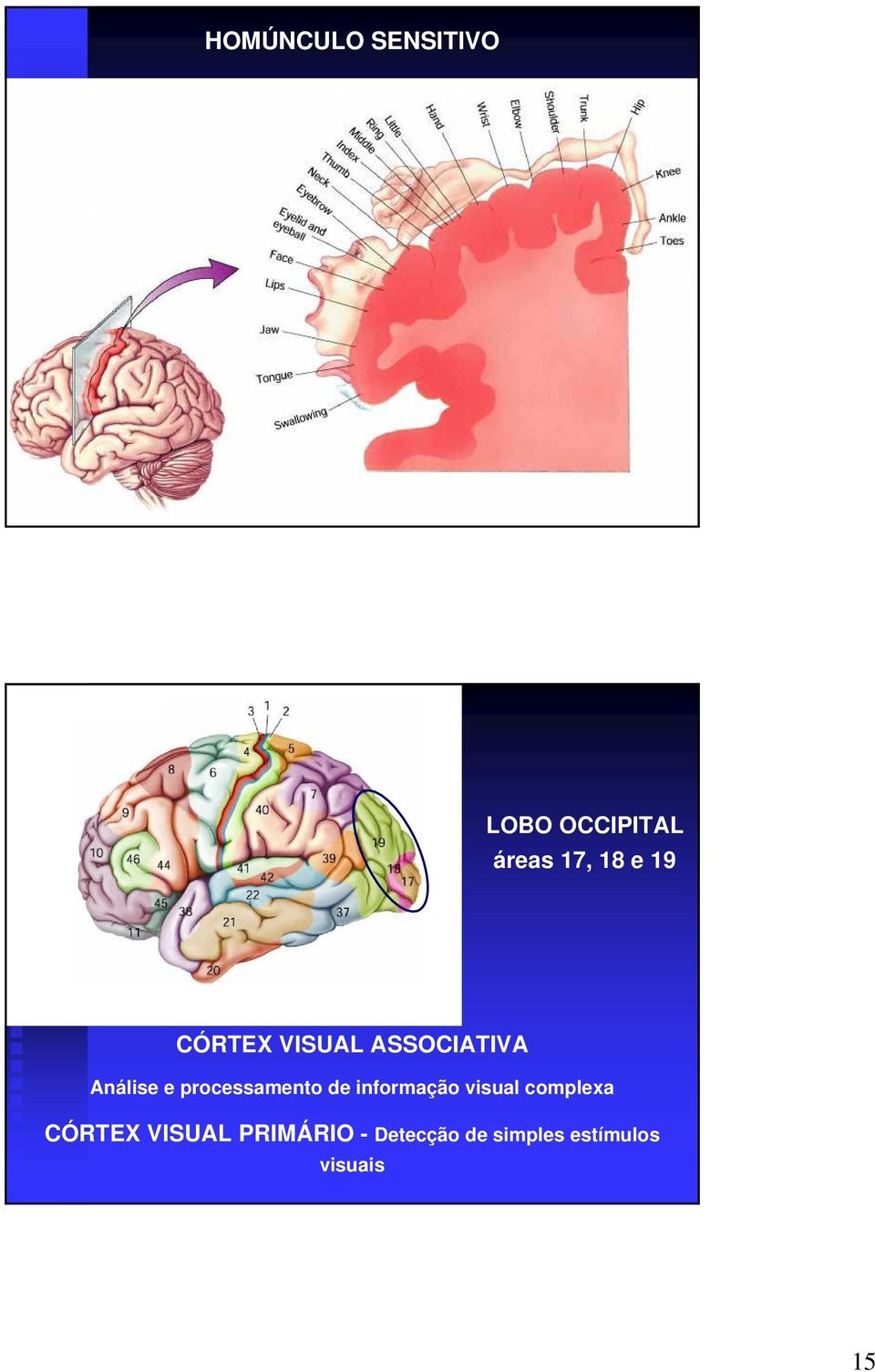 processamento de informação visual complexa