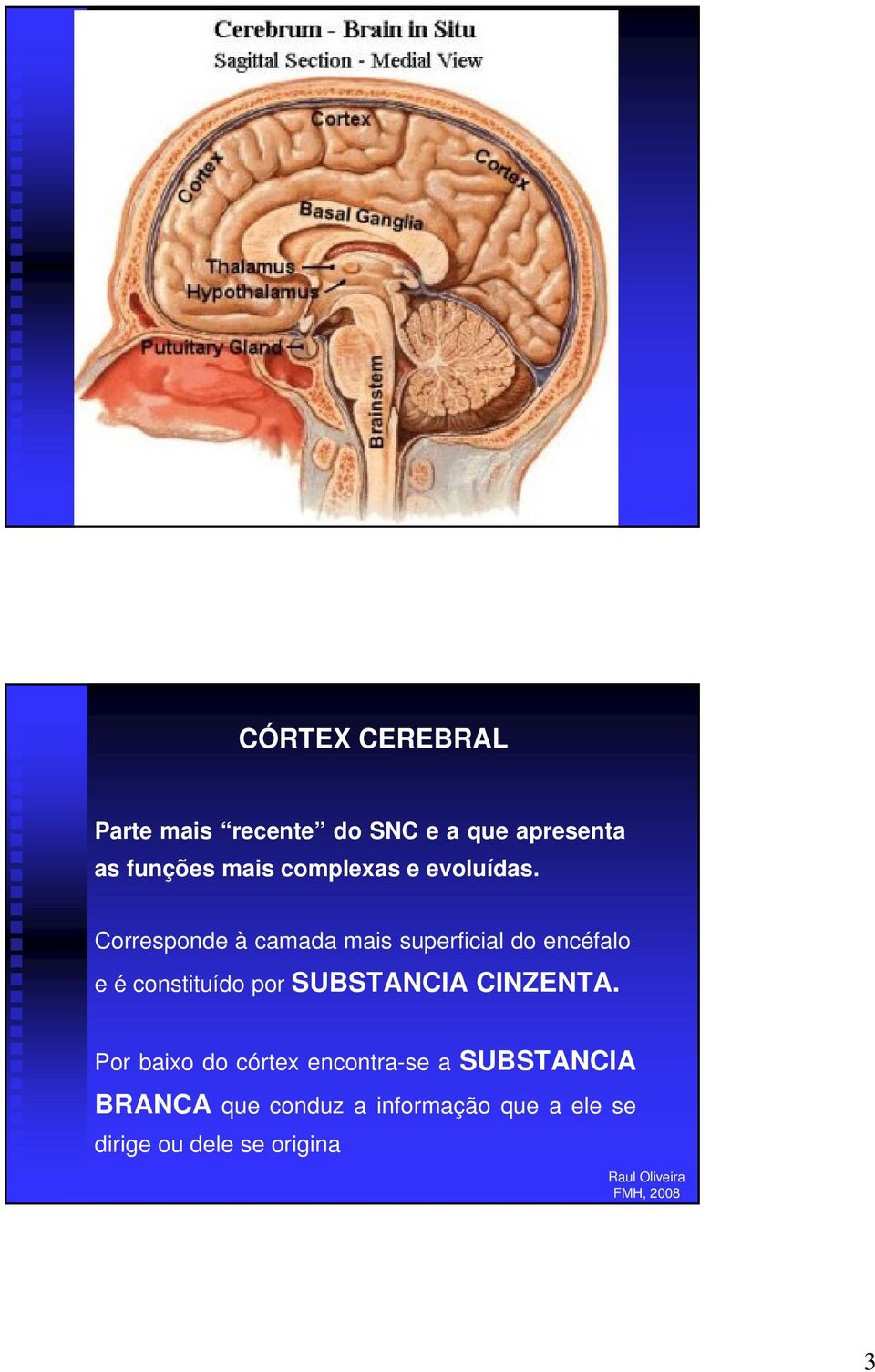 Corresponde à camada mais superficial do encéfalo e é constituído por