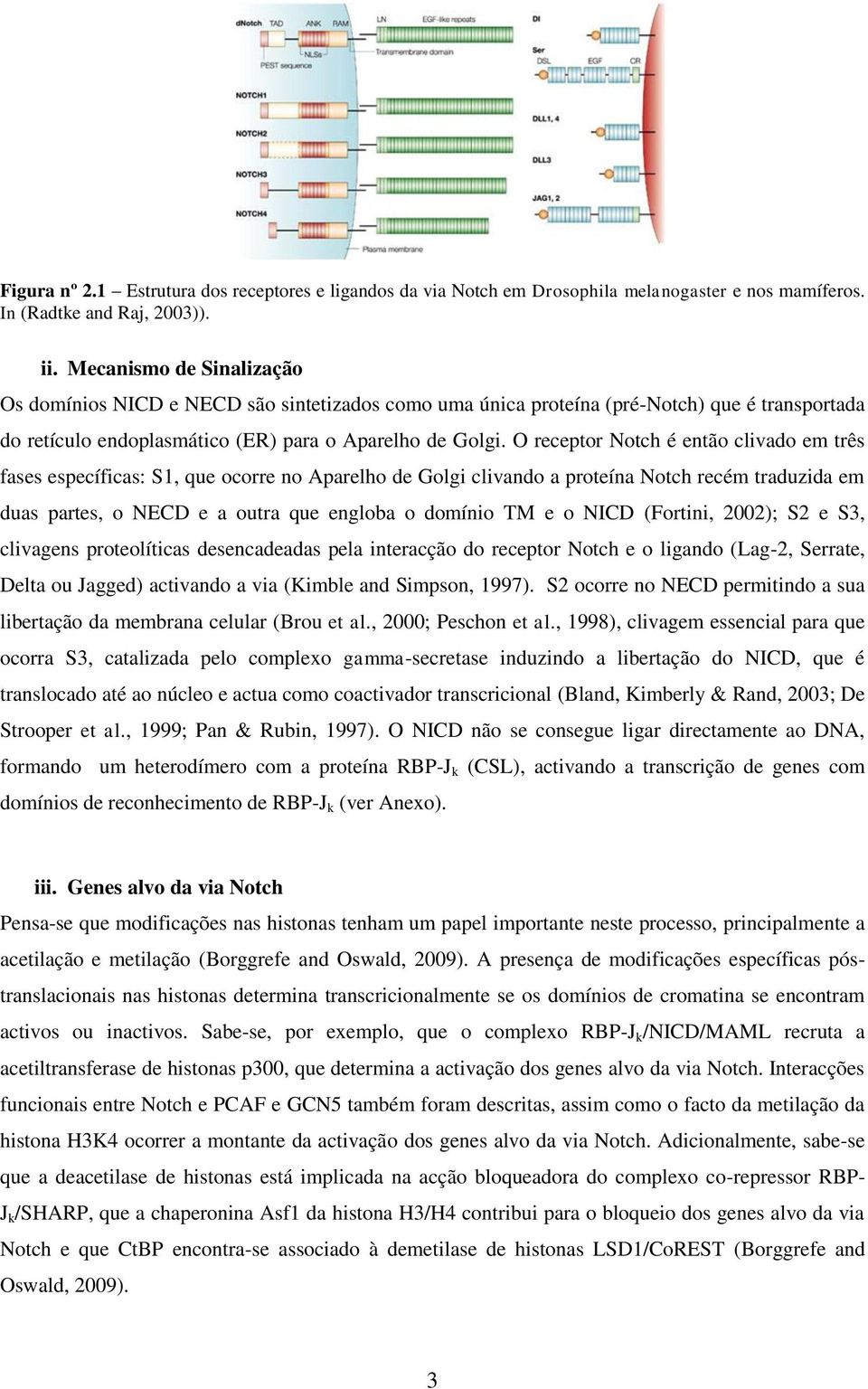 O receptor Notch é então clivado em três fases específicas: S1, que ocorre no Aparelho de Golgi clivando a proteína Notch recém traduzida em duas partes, o NECD e a outra que engloba o domínio TM e o