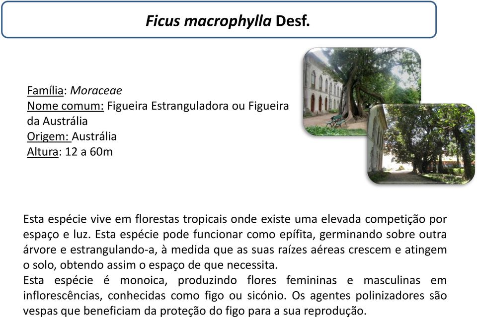 onde existe uma elevada competição por espaço e luz.