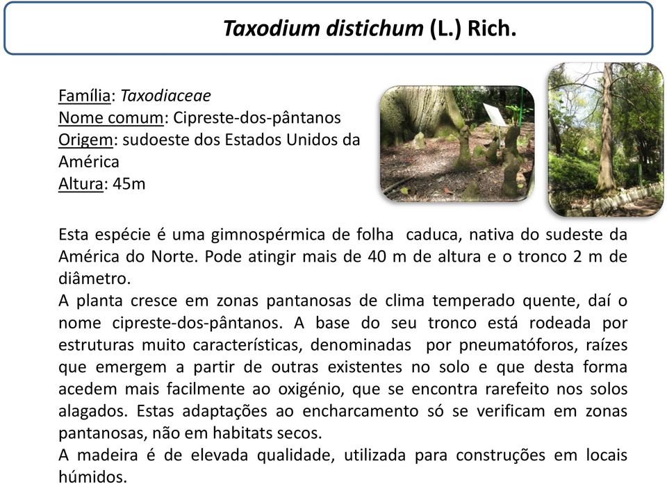 Norte. Pode atingir mais de 40 m de altura e o tronco 2 m de diâmetro. A planta cresce em zonas pantanosas de clima temperado quente, daí o nome cipreste-dos-pântanos.