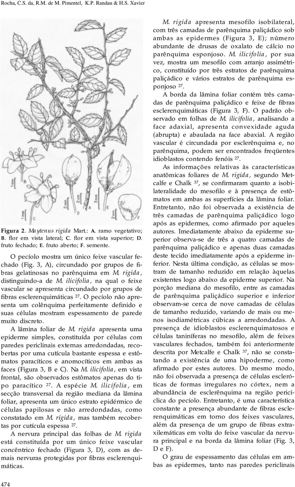 ilicifolia, na qual o feixe vascular se apresenta circundado por grupos de fibras esclerenquimáticas 27.