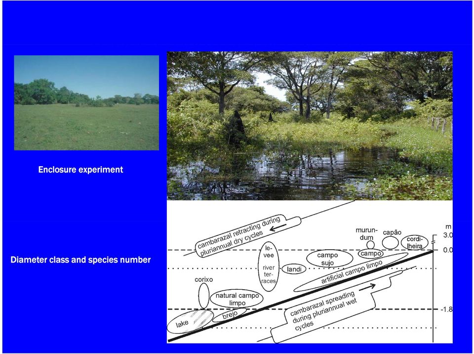 cobertura da vegetação no Pantanal: