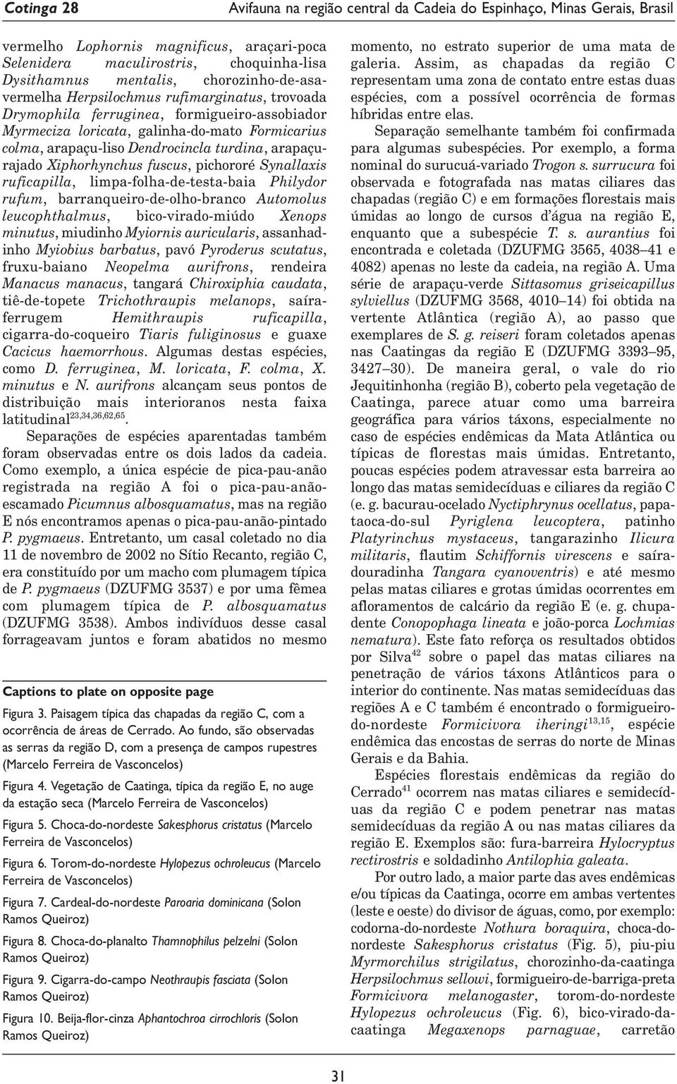 limpa-folha-de-testa-baia Philydor rufum, barranqueiro-de-olho-branco Automolus leucophthalmus, bico-virado-miúdo Xenops minutus, miudinho Myiornis auricularis, assanhadinho Myiobius barbatus, pavó