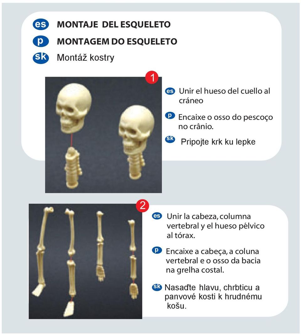 Priojte krk ku leke 2 Unir la cabeza, columna vertebral y el huo élvico al tórax.