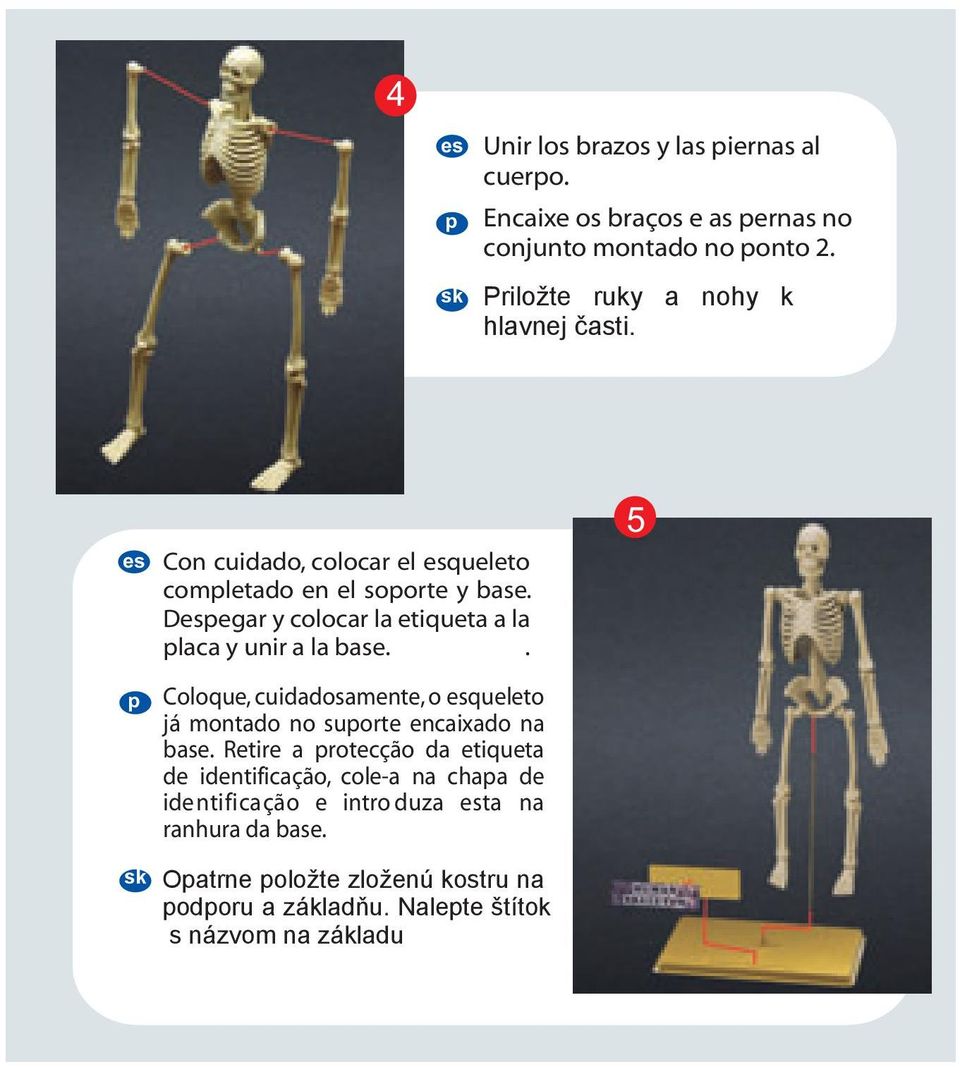 Degar y colocar la etiqueta a la laca y unir a la base.. Coloque, cuidadosamente, o queleto já montado no suorte encaixado na base.