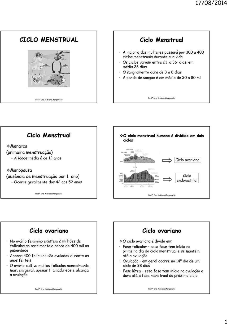 O O ciclo menstrual humano é dividido em dois ciclos: Ciclo endometrial No ovário feminino existem 2 milhões de folículos ao nascimento e cerca de 400 mil na puberdade Apenas 400 folículos são