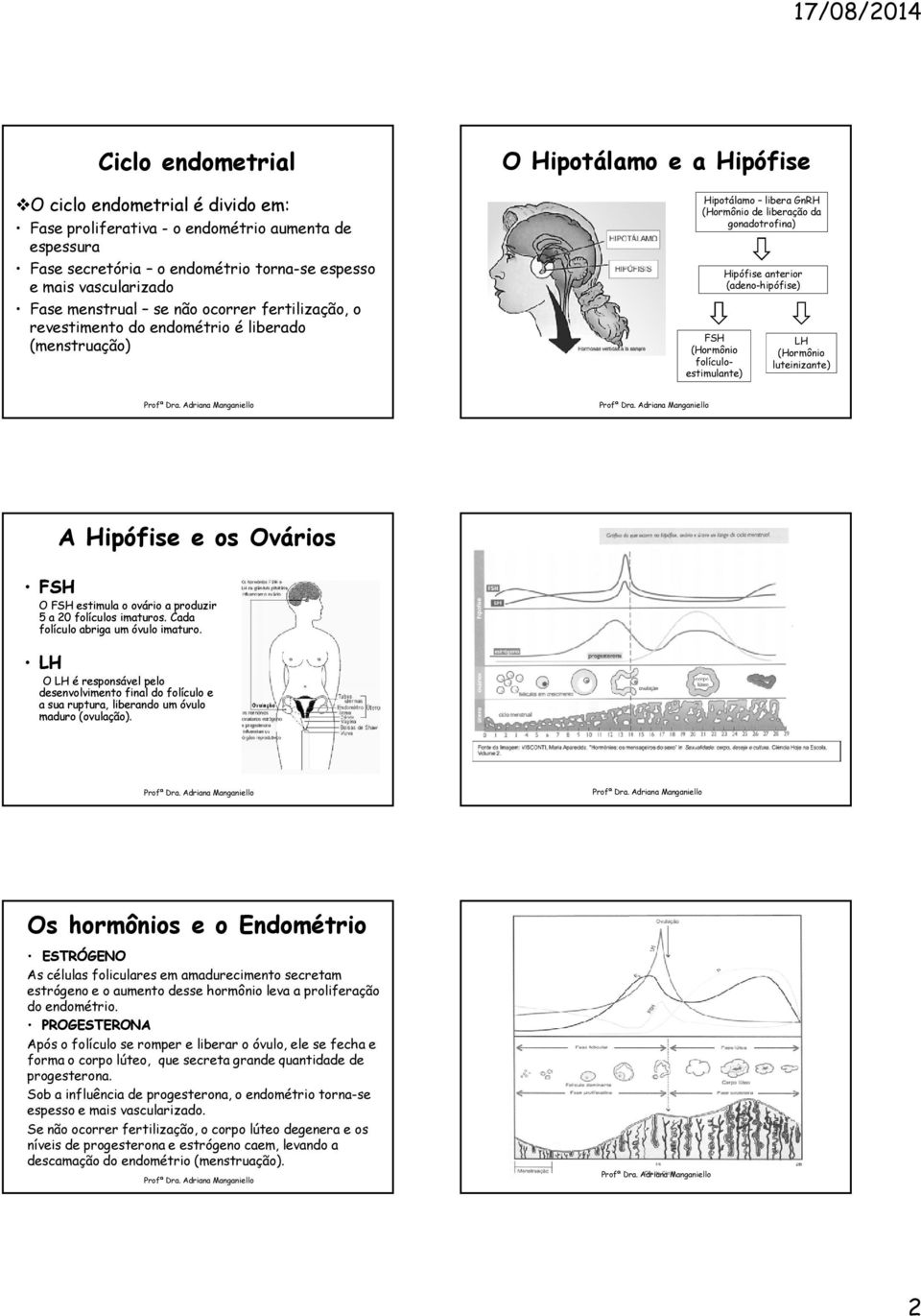 folículoestimulante) Hipófise anterior (adeno-hipófise) LH (Hormônio luteinizante) FSH A Hipófise e os Ovários O FSH estimula o ovário a produzir 5 a 20 folículos imaturos.