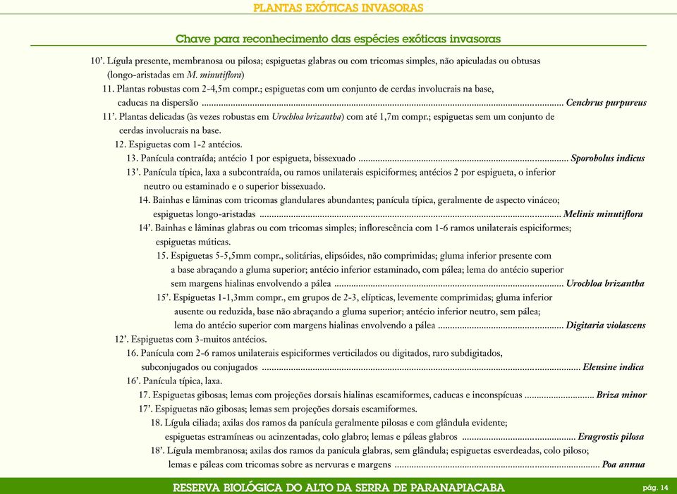 Plantas delicadas (às vezes robustas em Urochloa brizantha) com até 1,7m compr.; espiguetas sem um conjunto de cerdas involucrais na base. 12. Espiguetas com 1-2 antécios. 13.