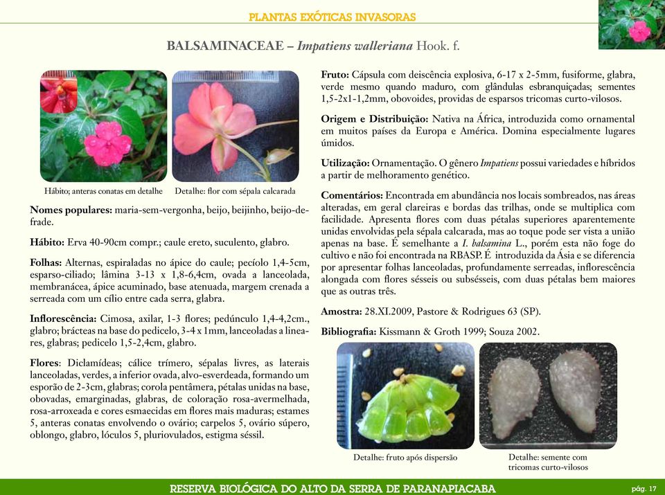 curto-vilosos. Origem e Distribuição: Nativa na África, introduzida como ornamental em muitos países da Europa e América. Domina especialmente lugares úmidos.