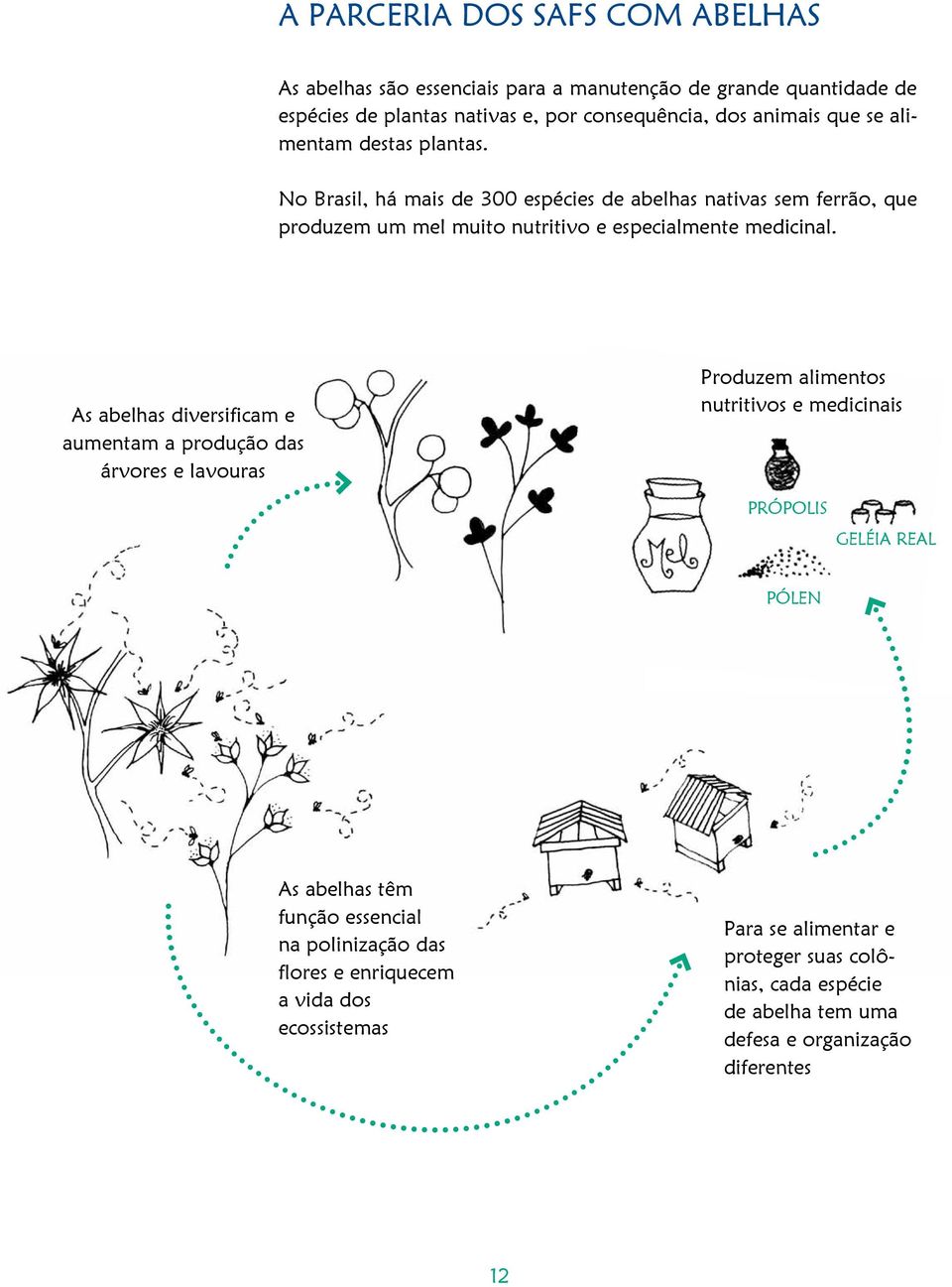 As abelhas diversificam e aumentam a produção das árvores e lavouras Produzem alimentos nutritivos e medicinais Própolis geléia real pólen As abelhas têm função