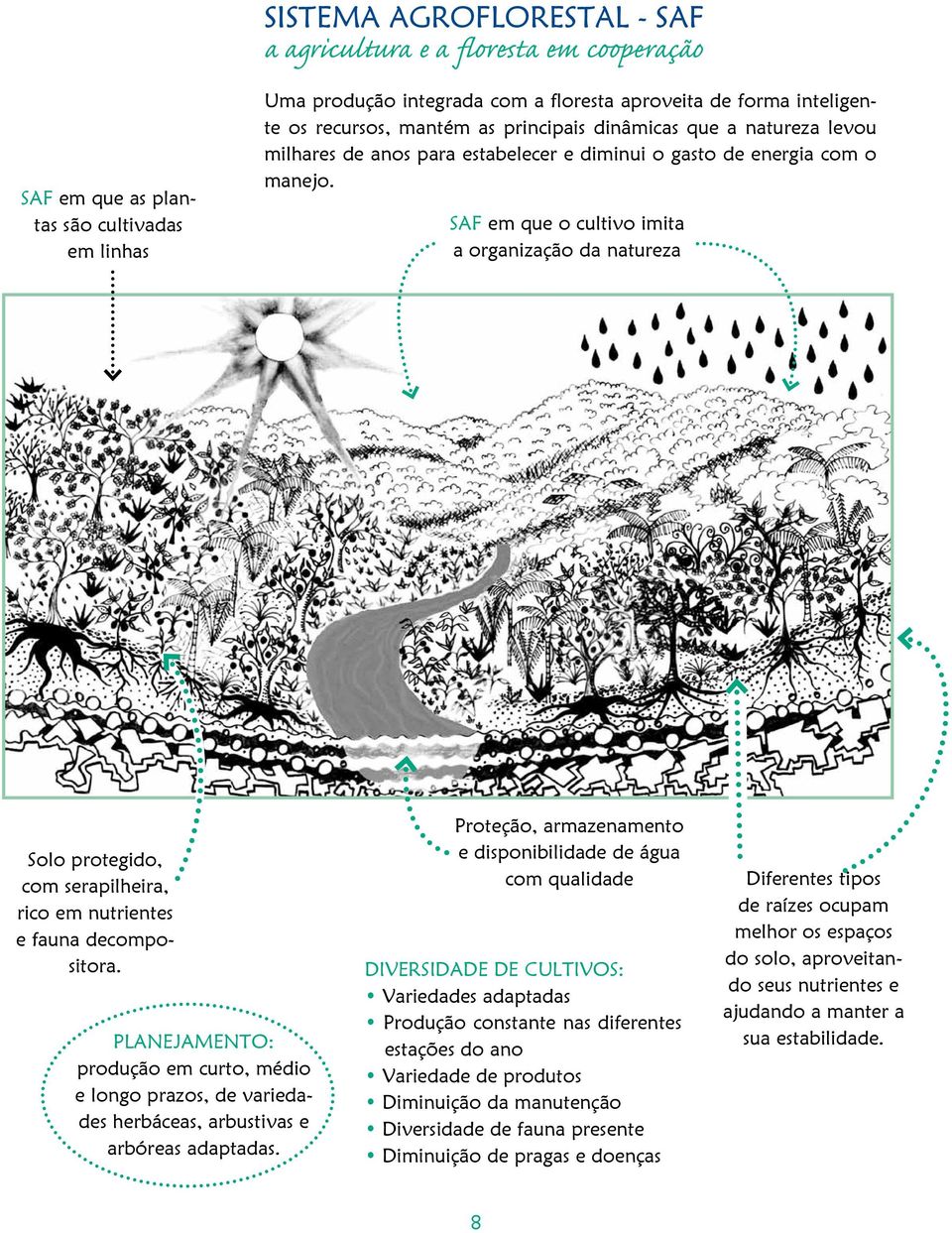 SAF em que o cultivo imita a organização da natureza Solo protegido, com serapilheira, rico em nutrientes e fauna decompositora.