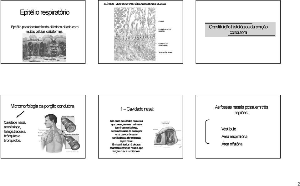 laringe,traquéia, brônquios e bronquíolos. 1 Cavidade nasal: São duas cavidades paralelas que começam nas narinas e terminam na faringe.