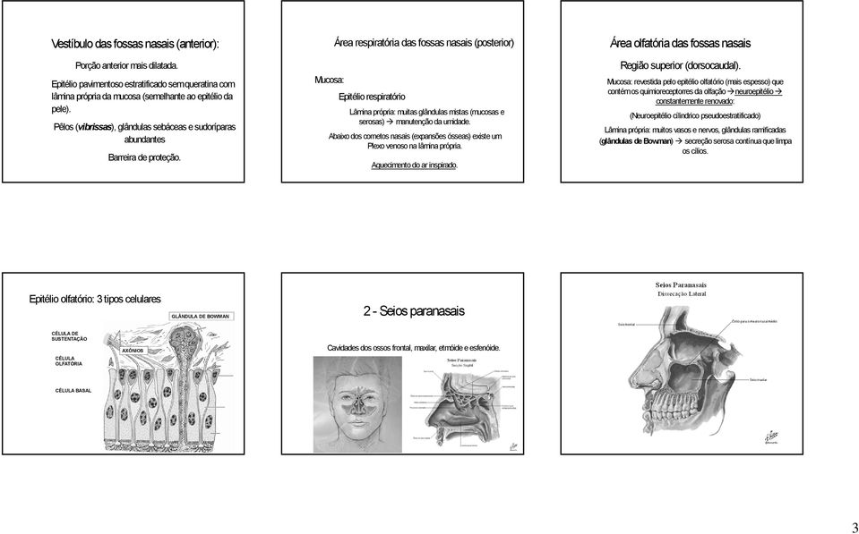 Área olfatória das fossas nasais Mucosa: Epitélio respiratório Lâmina própria: muitas glândulas mistas (mucosas e serosas) manutenção da umidade.