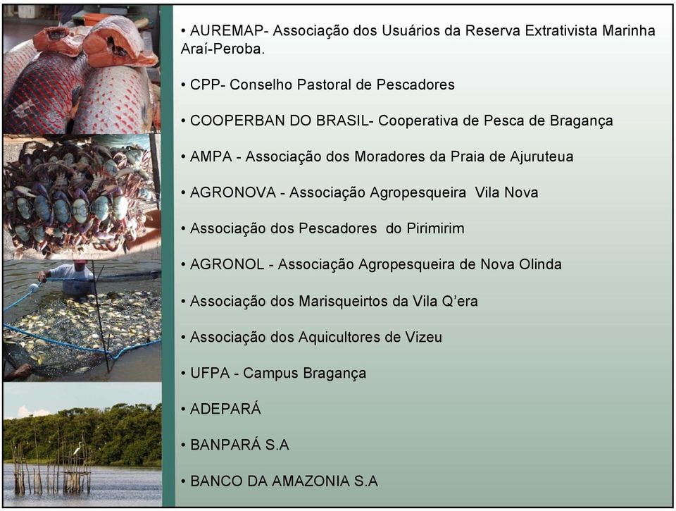 Praia de Ajuruteua AGRONOVA - Associação Agropesqueira Vila Nova Associação dos Pescadores do Pirimirim AGRONOL - Associação