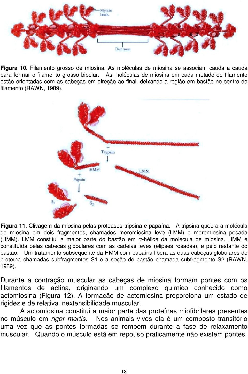 Clivagem da miosina pelas proteases tripsina e papaína. A tripsina quebra a molécula de miosina em dois fragmentos, chamados meromiosina leve (LMM) e meromiosina pesada (HMM).