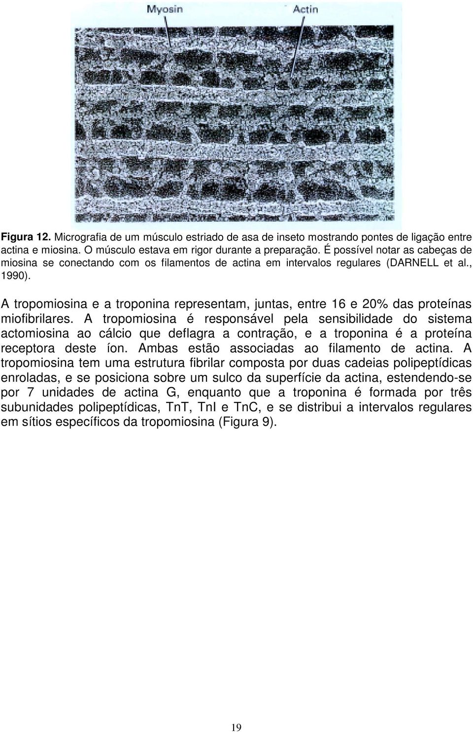 A tropomiosina e a troponina representam, juntas, entre 16 e 20% das proteínas miofibrilares.