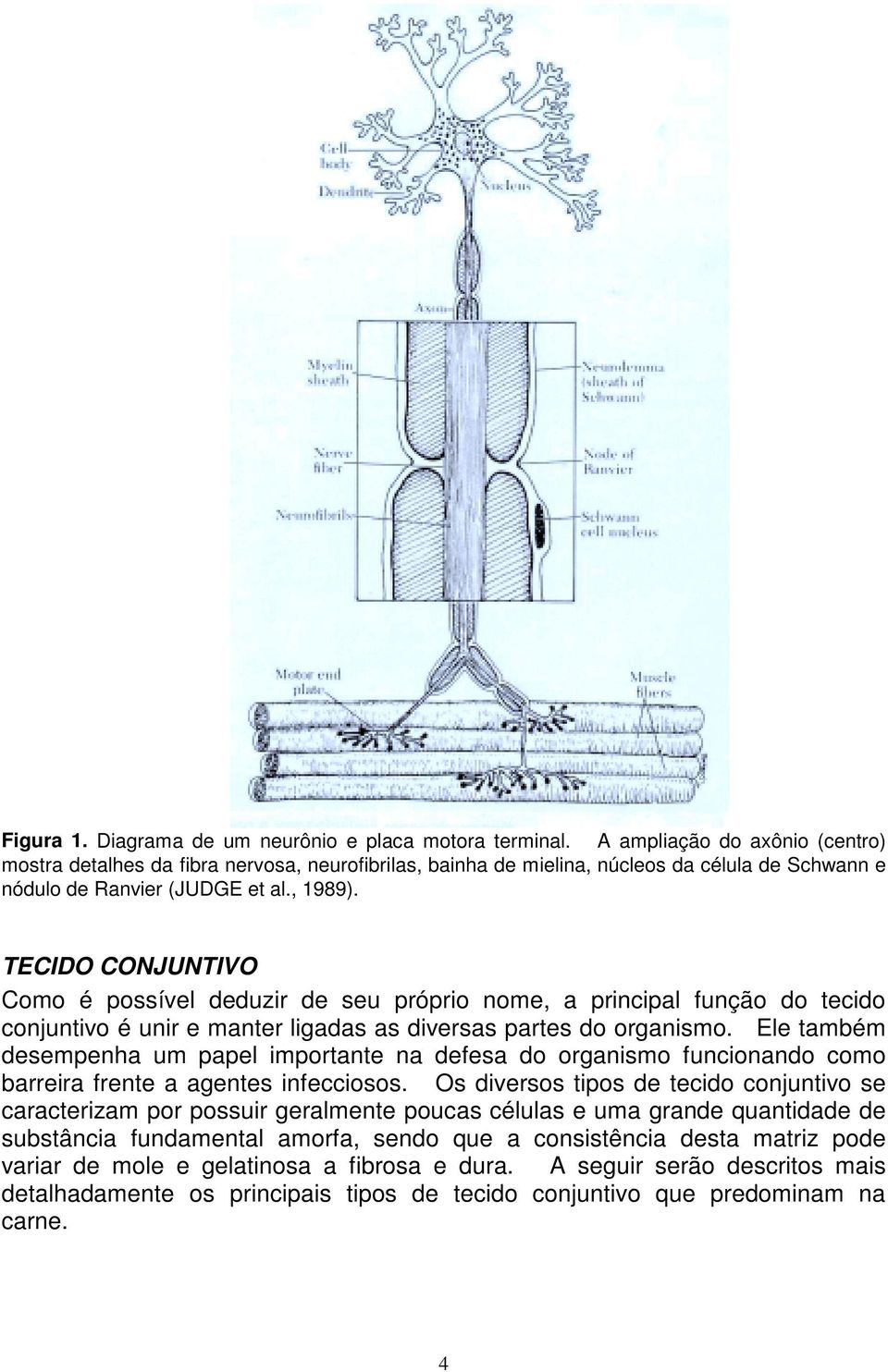 TECIDO CONJUNTIVO Como é possível deduzir de seu próprio nome, a principal função do tecido conjuntivo é unir e manter ligadas as diversas partes do organismo.