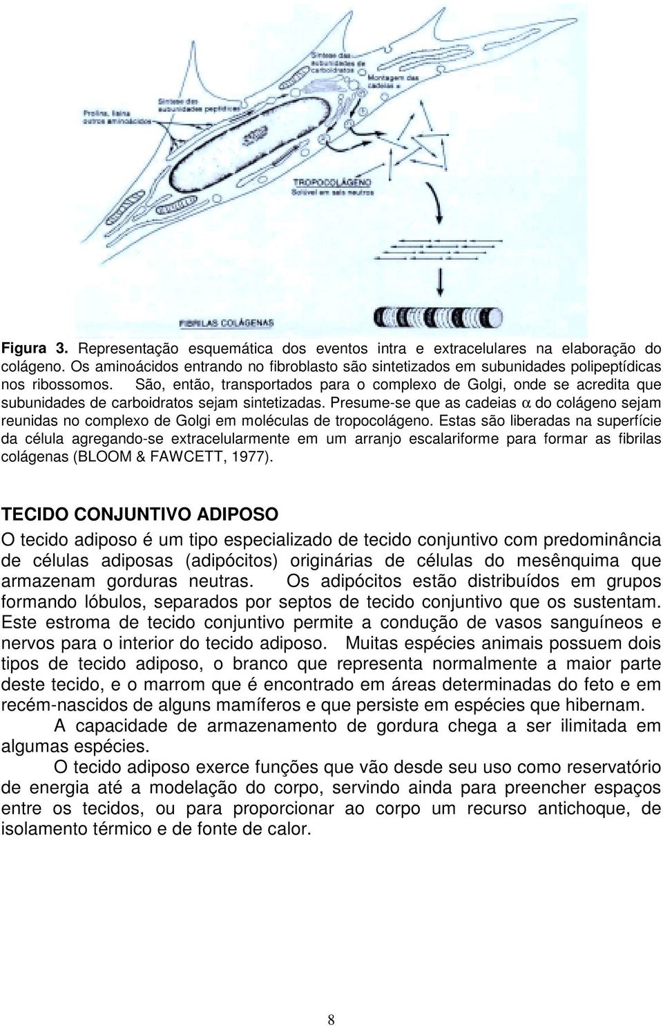 Presume-se que as cadeias α do colágeno sejam reunidas no complexo de Golgi em moléculas de tropocolágeno.