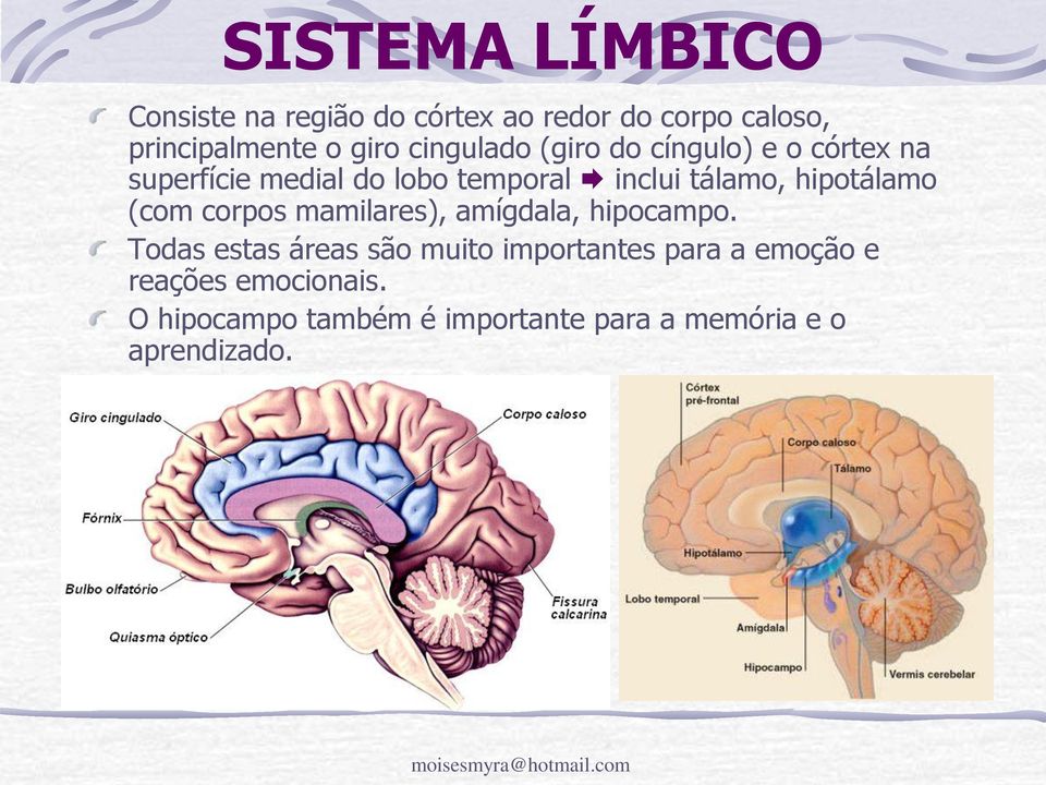 hipotálamo (com corpos mamilares), amígdala, hipocampo.