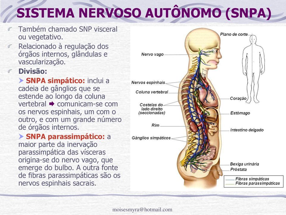 Divisão: SNPA simpático: inclui a cadeia de gânglios que se estende ao longo da coluna vertebral comunicam-se com os nervos espinhais,