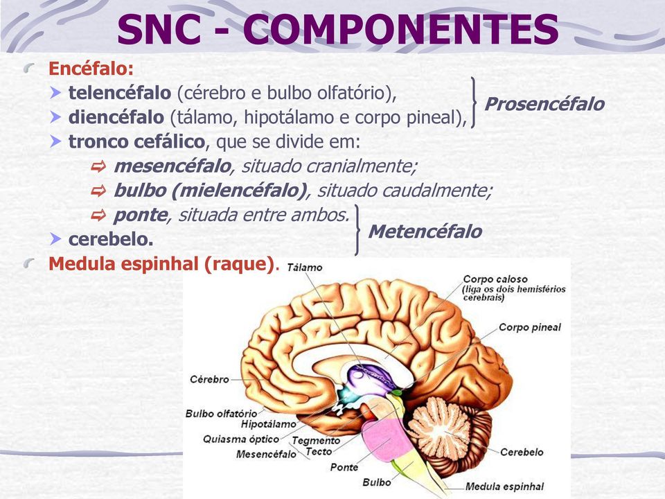 que se divide em: mesencéfalo, situado cranialmente; bulbo (mielencéfalo),