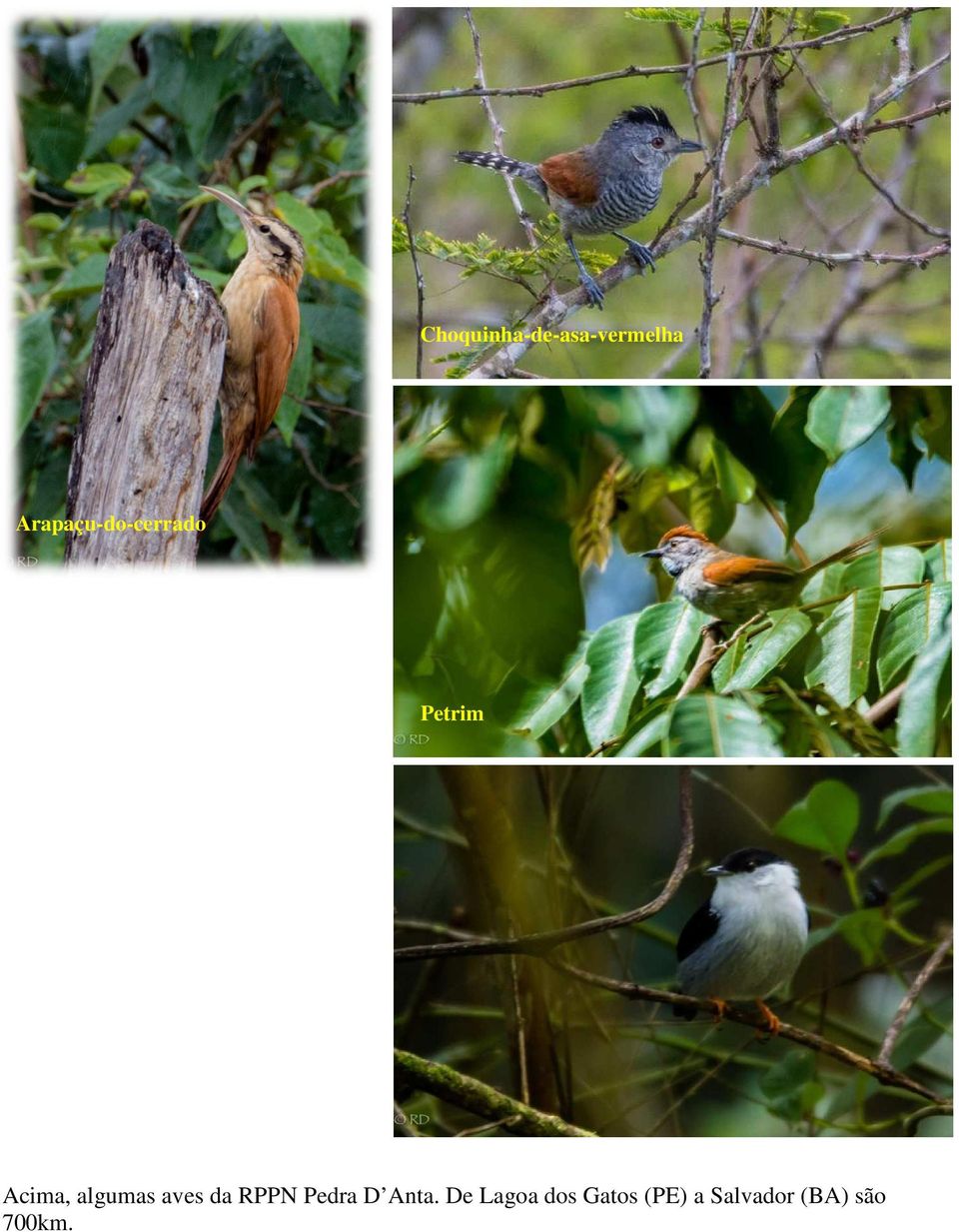 macho Acima, algumas aves da RPPN Pedra