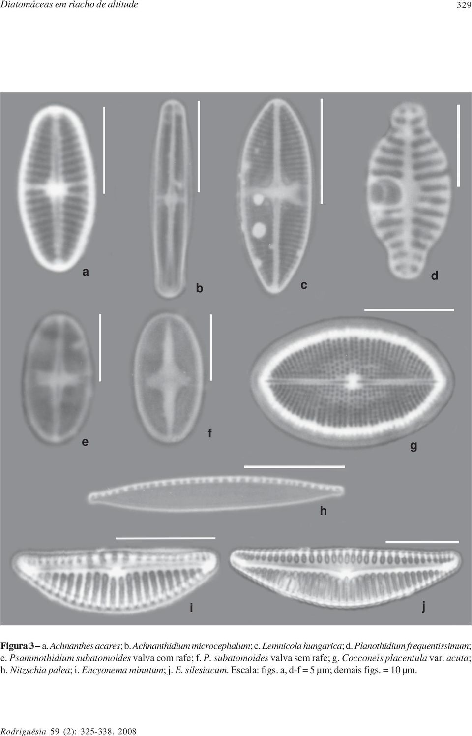 Psammothidium subatomoides valva com rafe; f. P. subatomoides valva sem rafe; g.