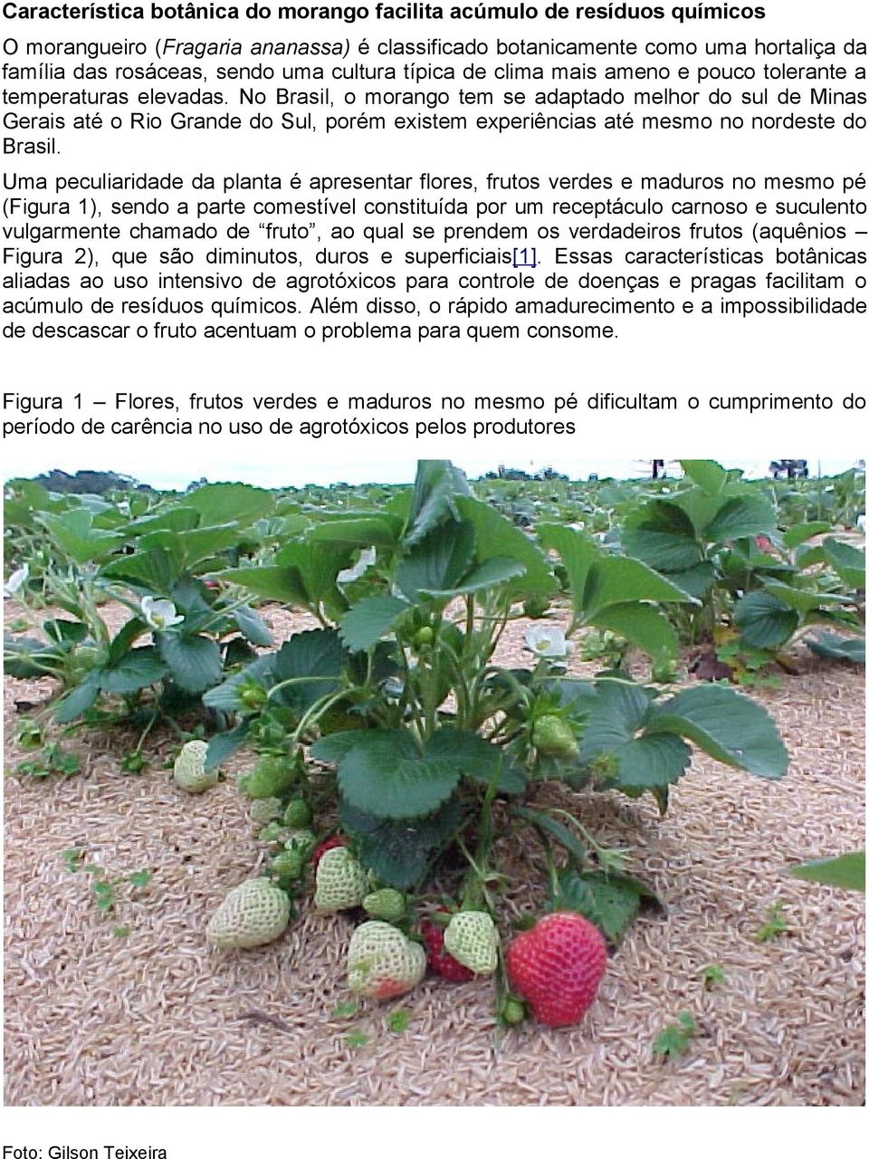 No Brasil, o morango tem se adaptado melhor do sul de Minas Gerais até o Rio Grande do Sul, porém existem experiências até mesmo no nordeste do Brasil.