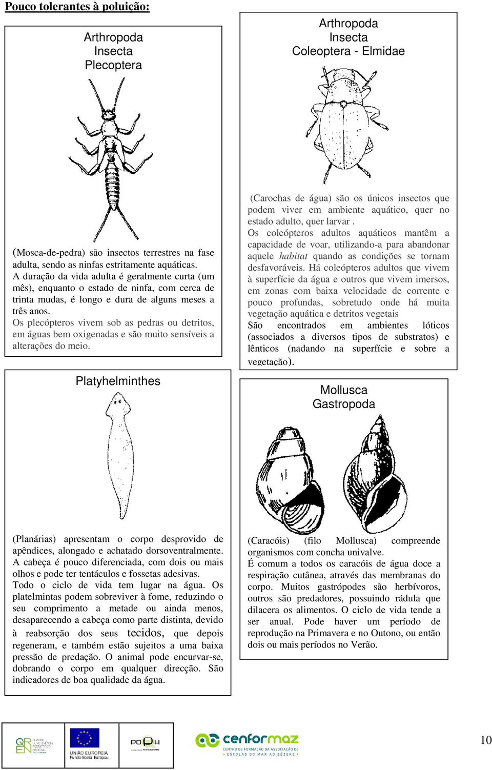 Os plecópteros vivem sob as pedras ou detritos, em águas bem oxigenadas e são muito sensíveis a alterações do meio.