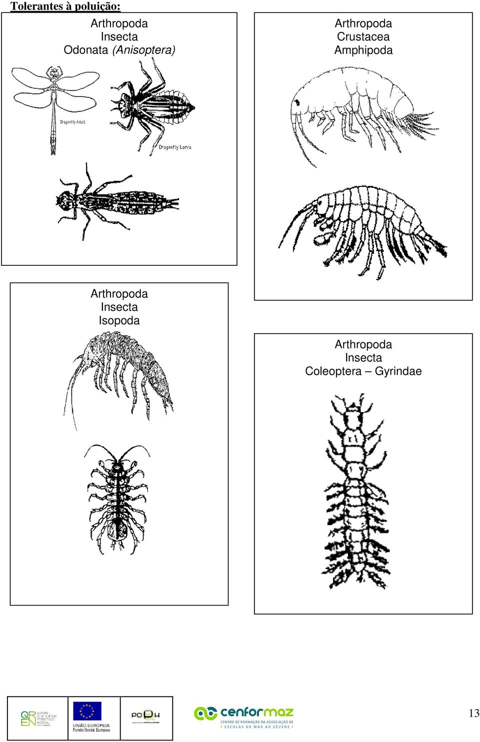 Crustacea Amphipoda