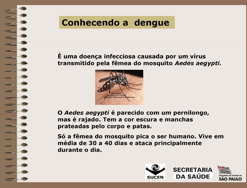 O Aedes aegypti é parecido com um pernilongo, mas é rajado.