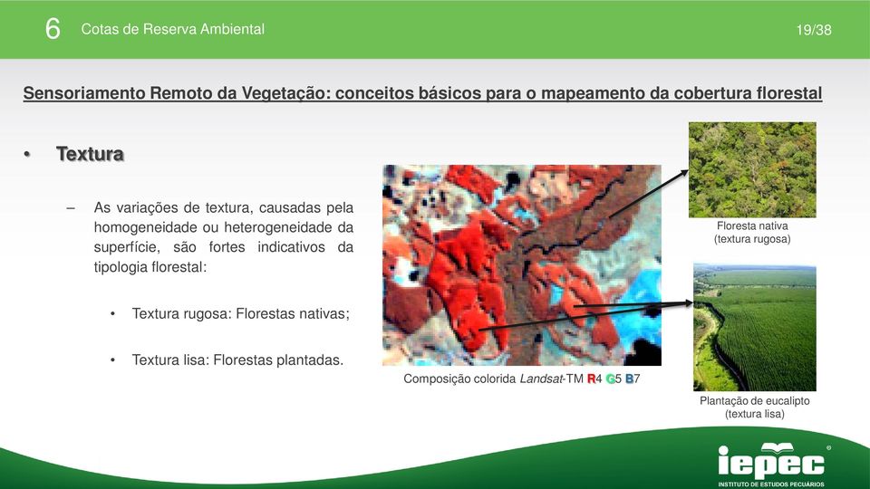 indicativos da tipologia florestal: Floresta nativa (textura rugosa) Textura rugosa: Florestas nativas;