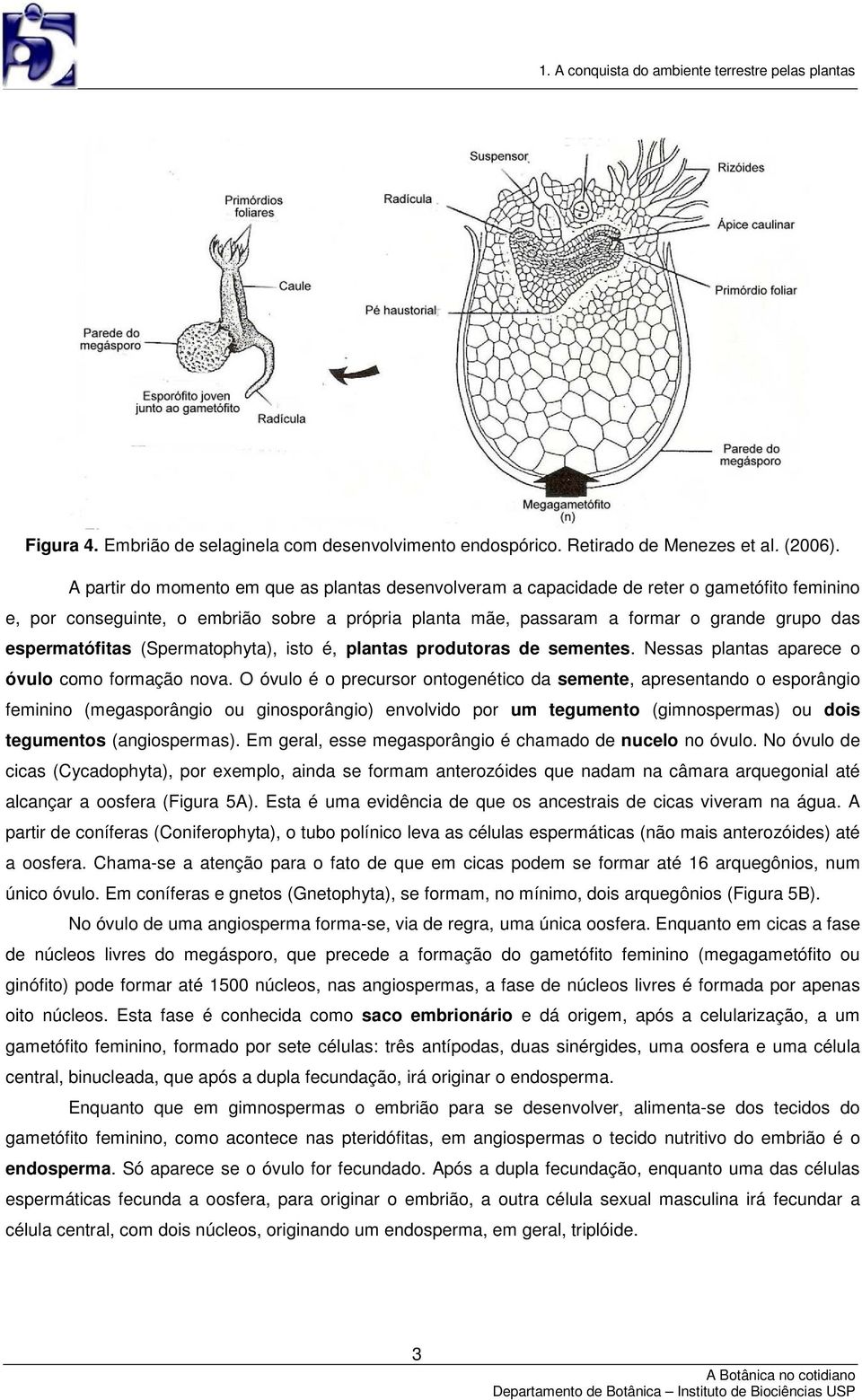 espermatófitas (Spermatophyta), isto é, plantas produtoras de sementes. Nessas plantas aparece o óvulo como formação nova.